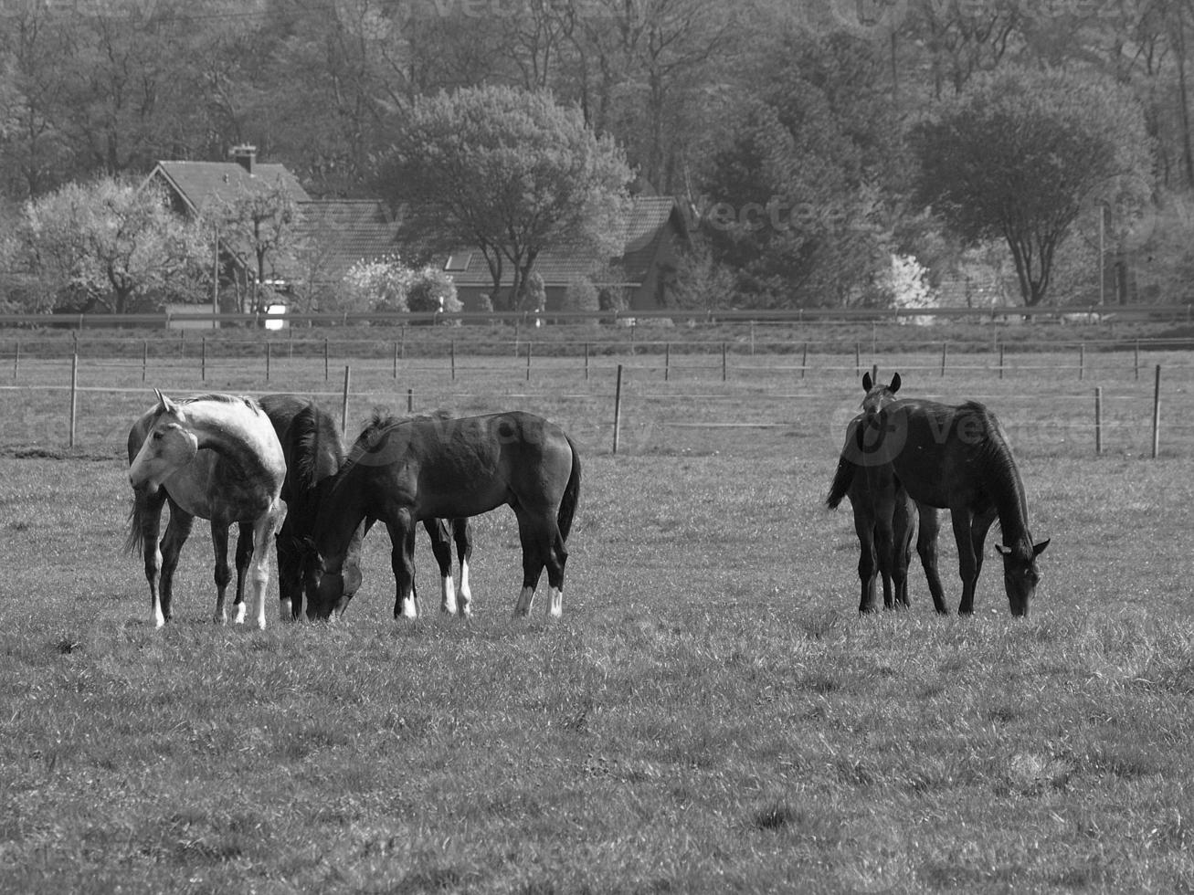 paarden Aan een Duitse weide foto