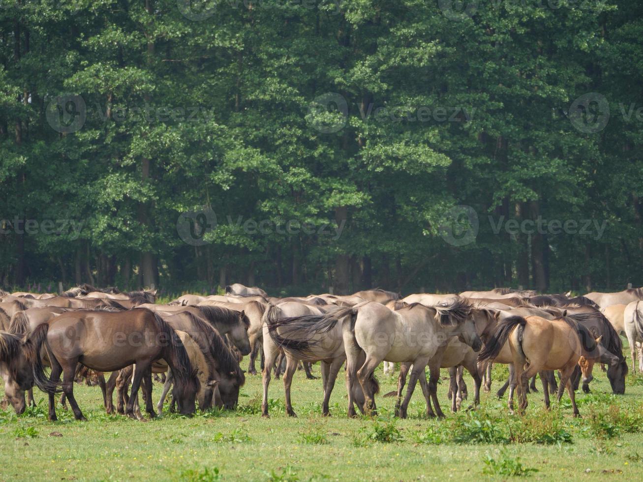 paarden en veulens in Duitsland foto