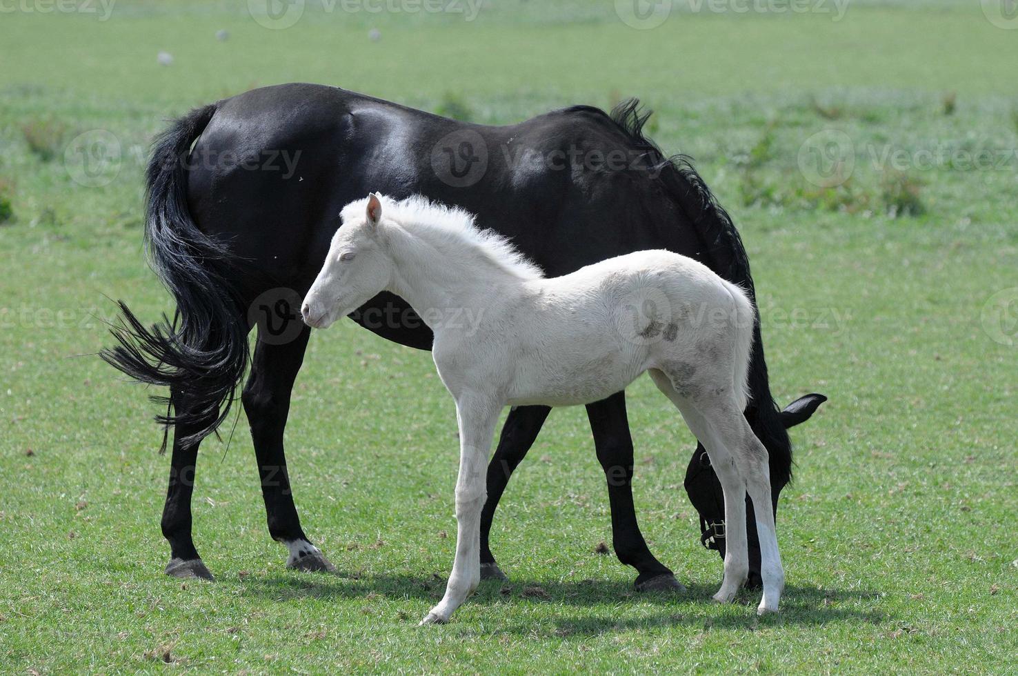 paarden en veulens in Duitsland foto