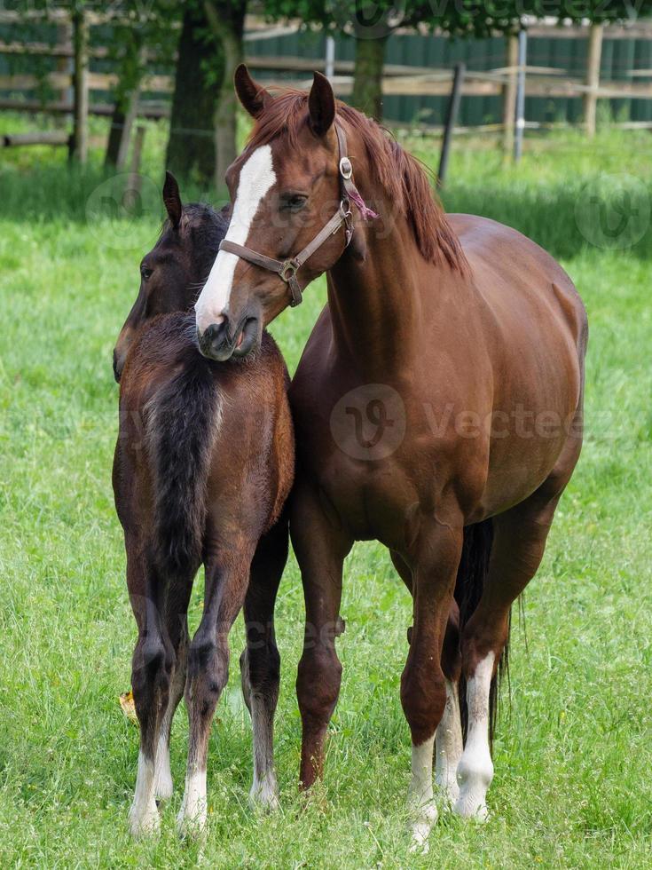 paarden Bij voorjaar tijd in Duitsland foto