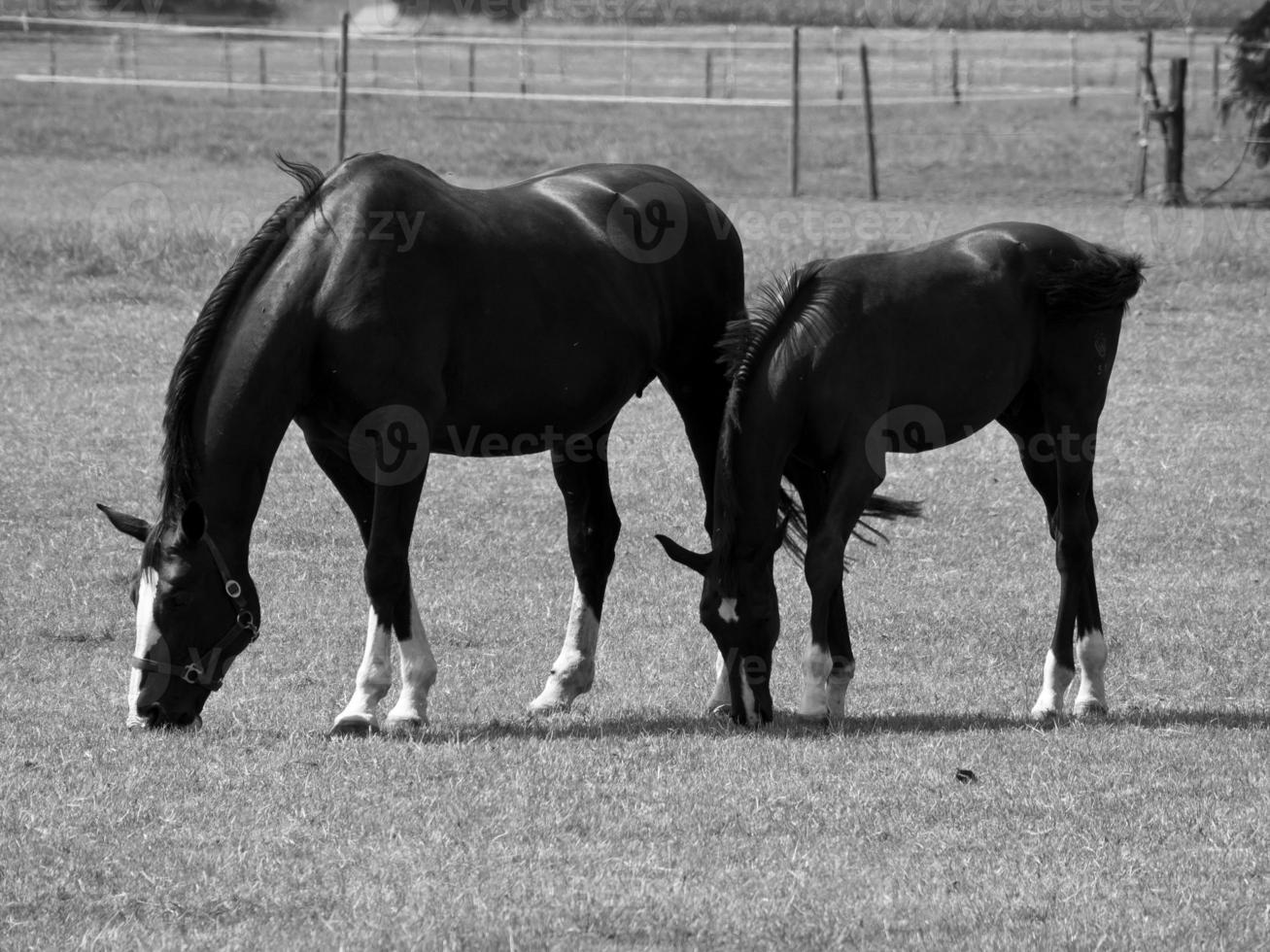 paarden Aan weide in Duitsland foto