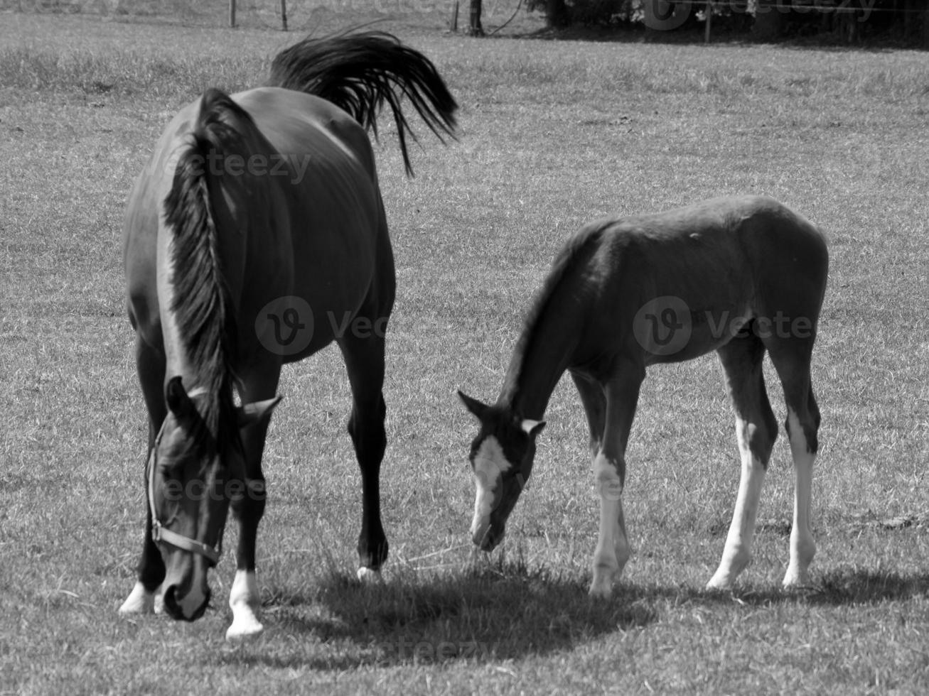 paarden Aan weide in Duitsland foto