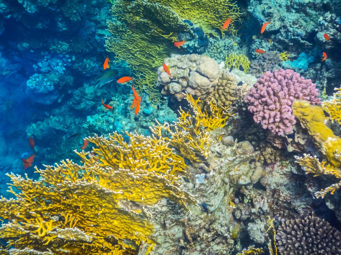 verbazingwekkend kleurrijk koraal rif met rood vissen foto