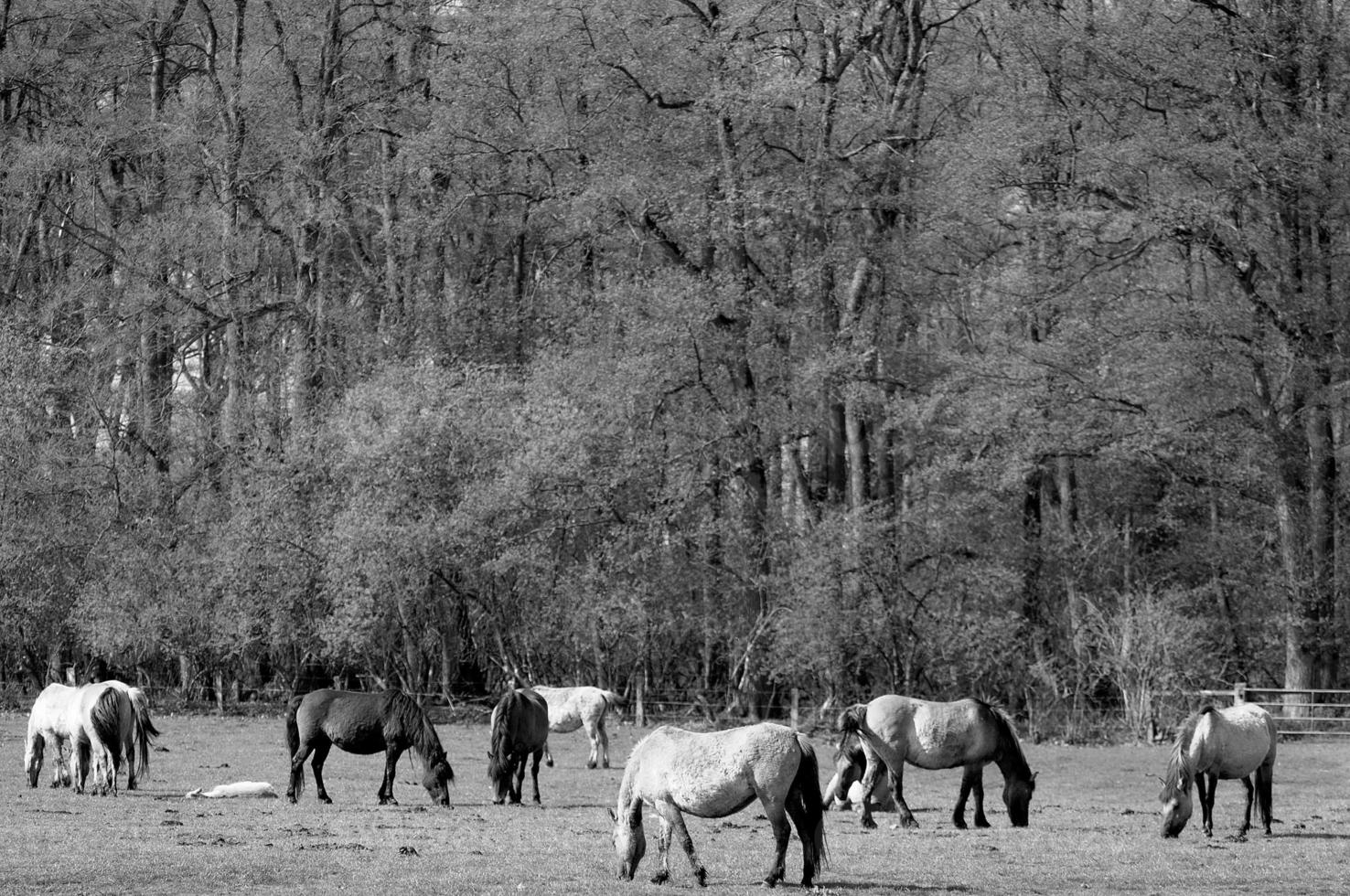 paarden in Duitsland foto