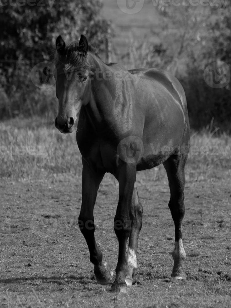 paarden in Duitsland foto