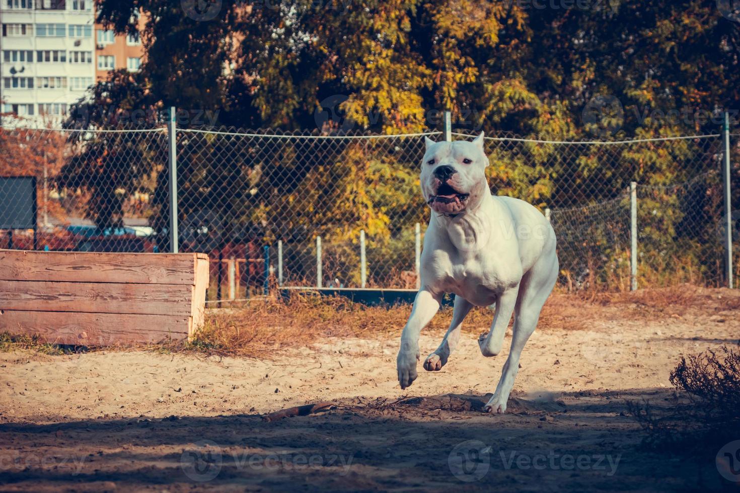 mooi wit personeel terriër spelen Bij de hond opleiding grond. gevaarlijk hond ras. gezond en actief huisdier foto