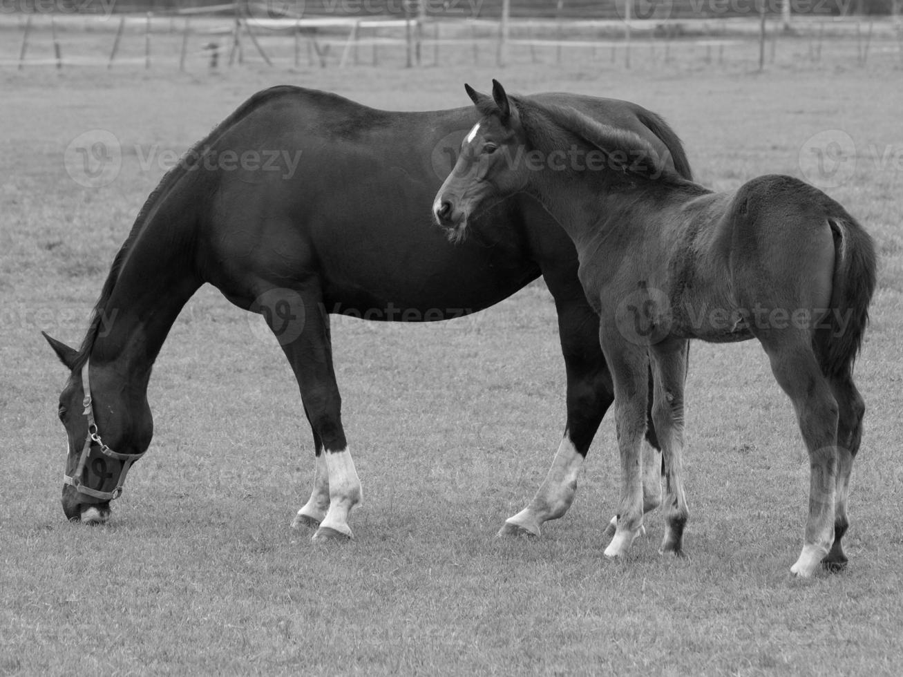 paarden Aan een Duitse weide foto