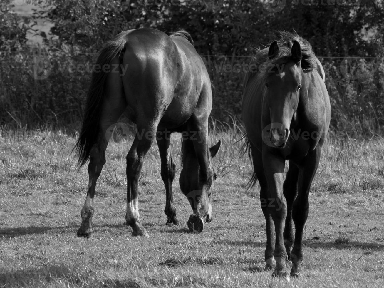 paarden Aan een Duitse weide foto