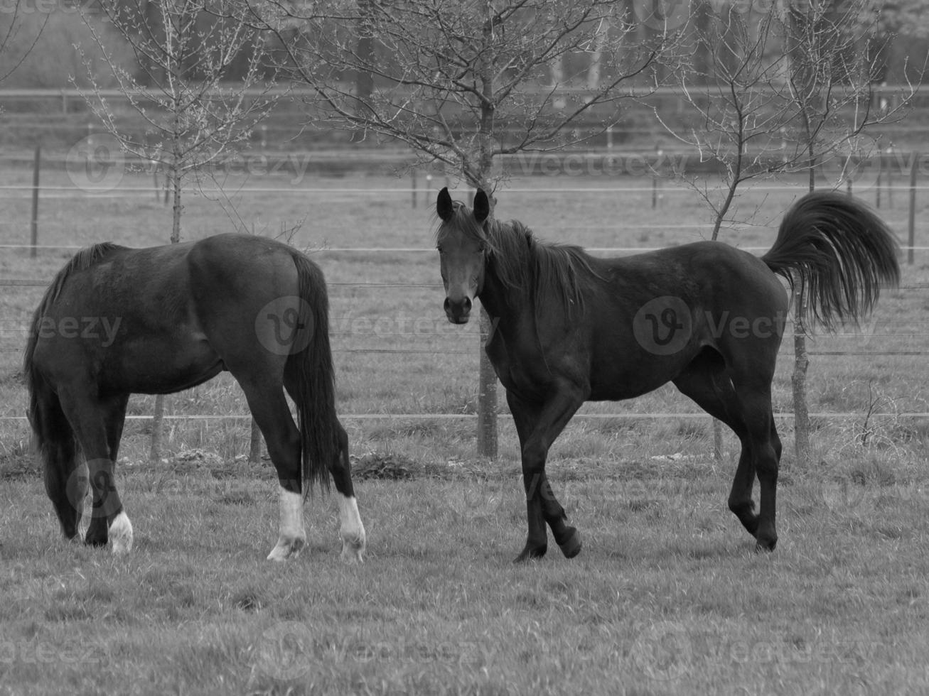 paarden Aan een Duitse weide foto