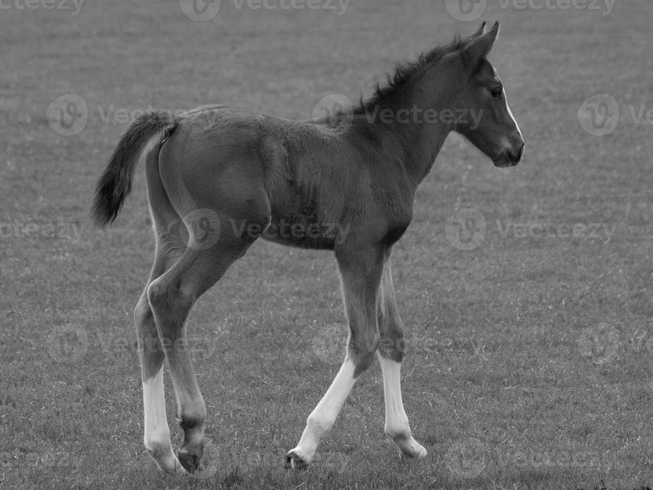 paarden Aan een Duitse weide foto