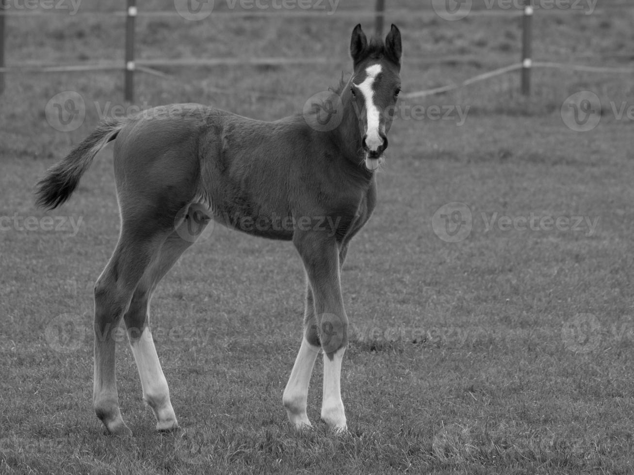 paarden en veulens in Duitsland foto