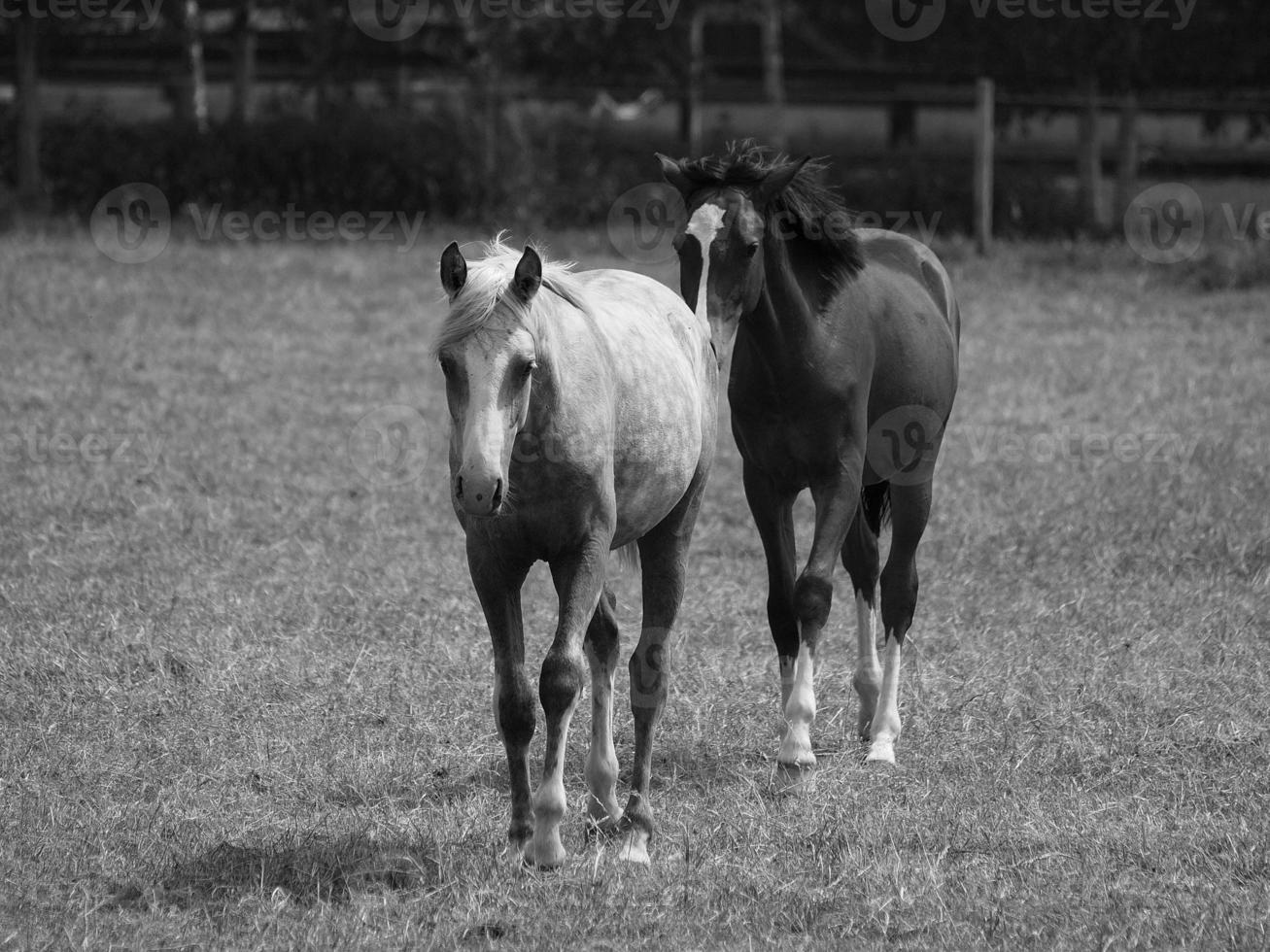 paarden in Duitsland foto