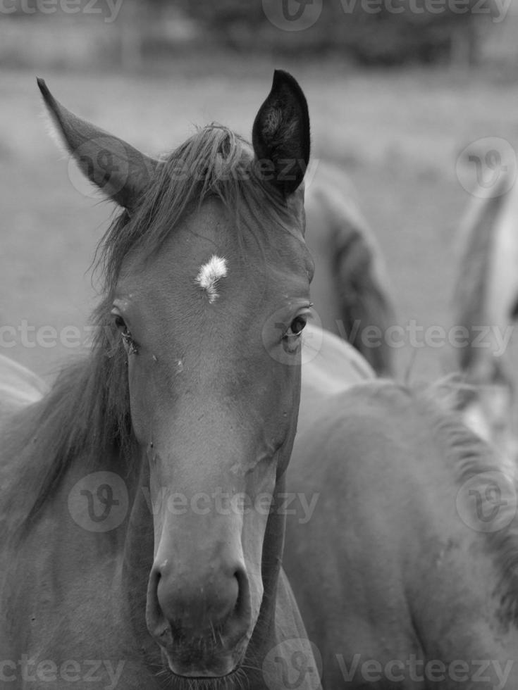 paarden en veulens in Duitsland foto