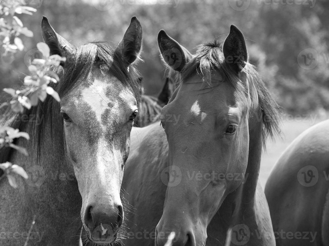 veel paarden in Duitsland foto