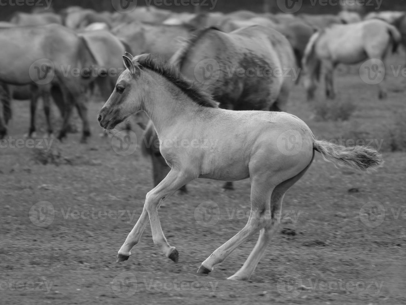 wilde paarden in duitsland foto