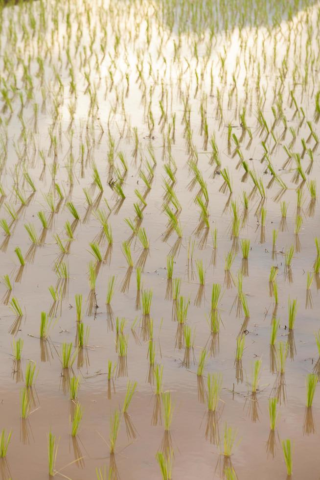 rijstboerderij in thailand foto