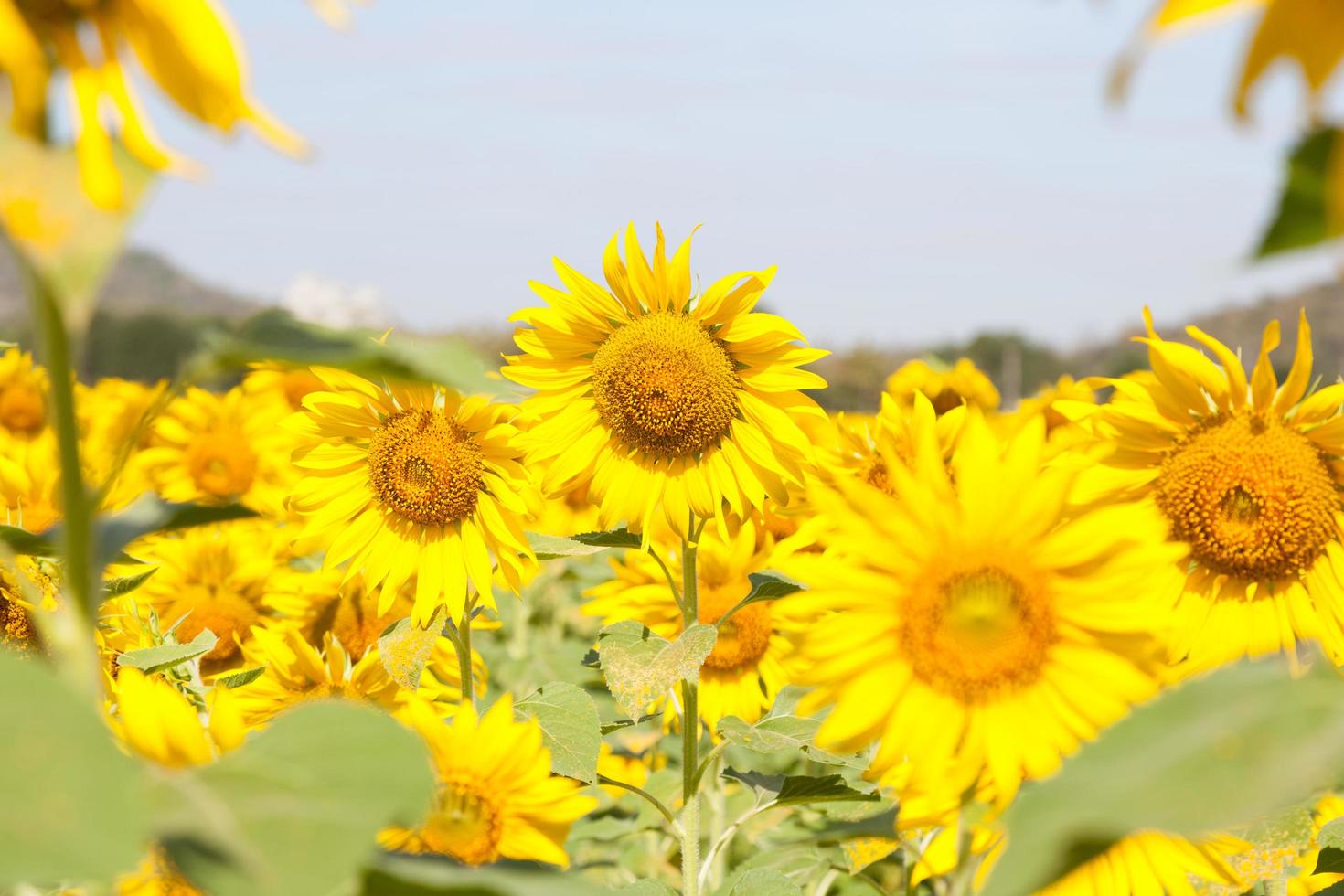 zonnebloemen op een veld foto