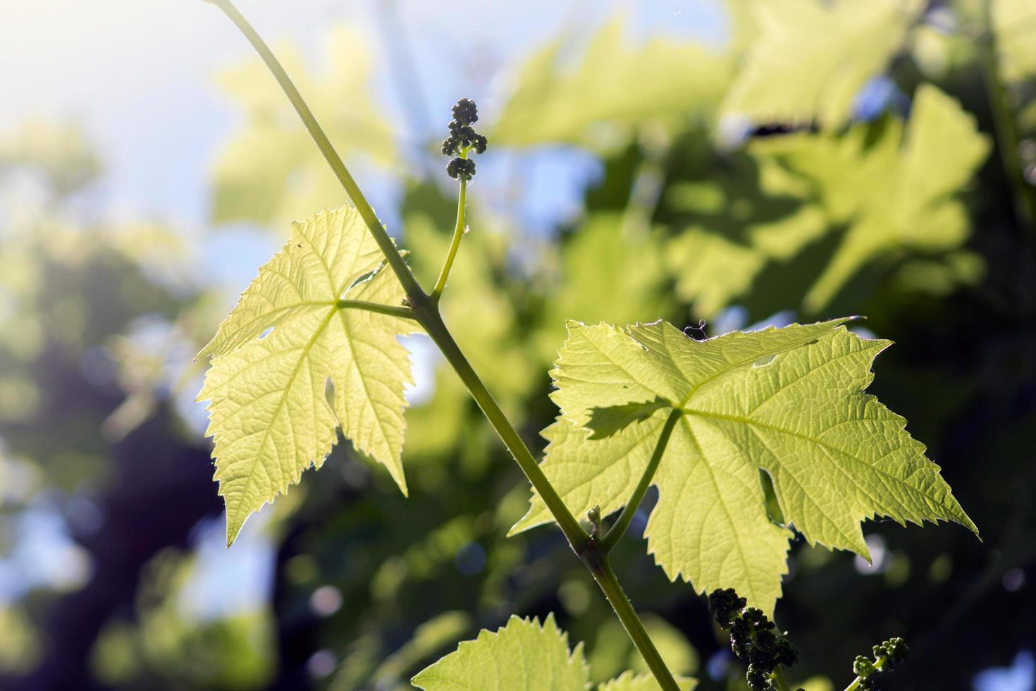 druiven groene bladeren in de zon foto