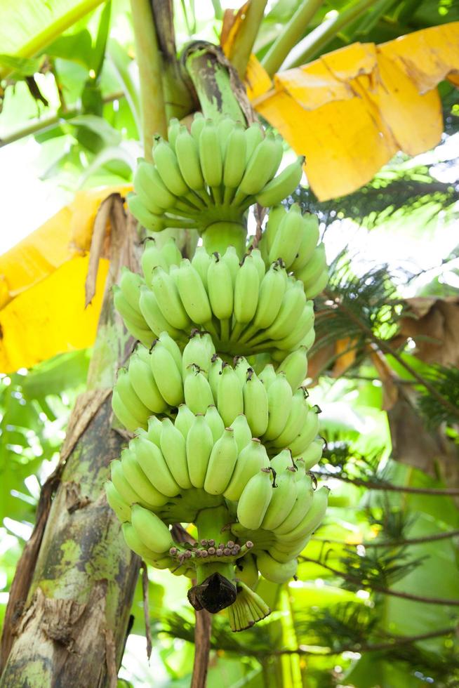 bananen- en bananenbomen foto