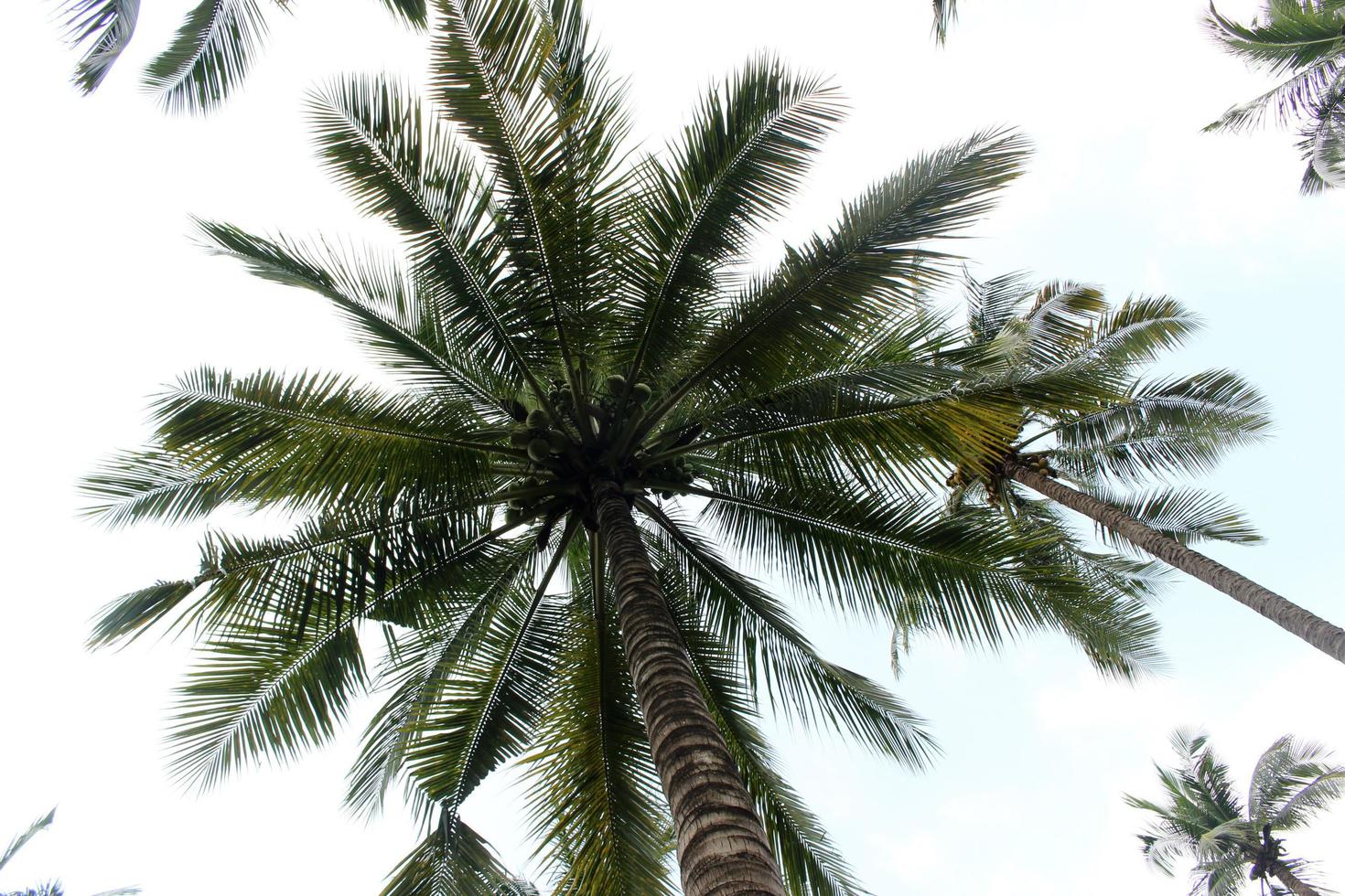 palmbomen overdag foto