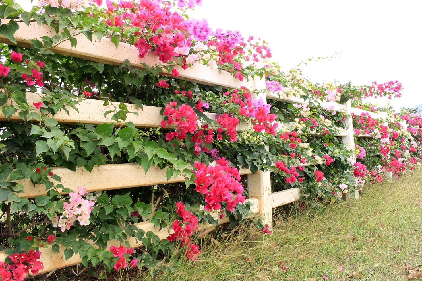 bloemen op houten hek foto