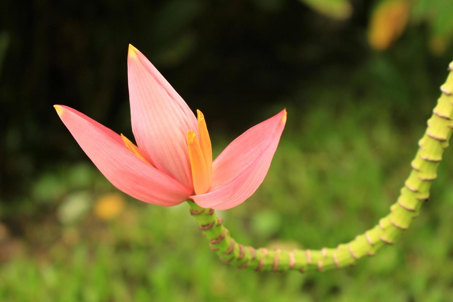 roze bananenbloem close-up foto