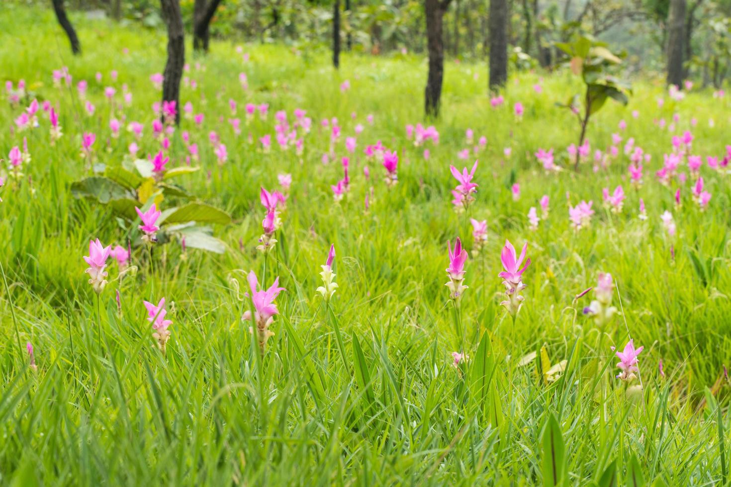 krachai bloem bloeit in het veld foto