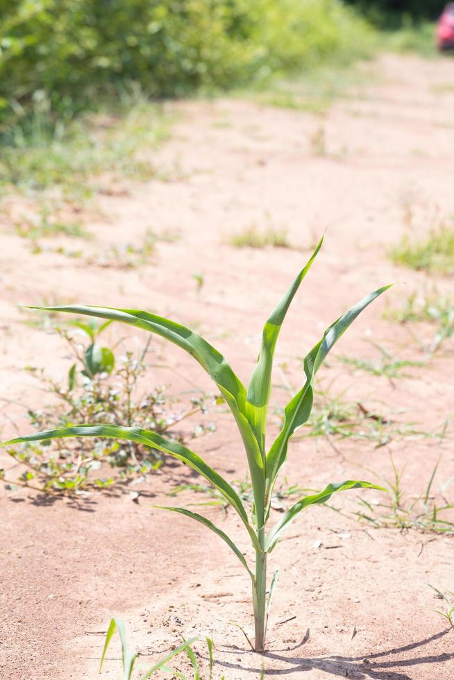 plant groeit in de grond foto