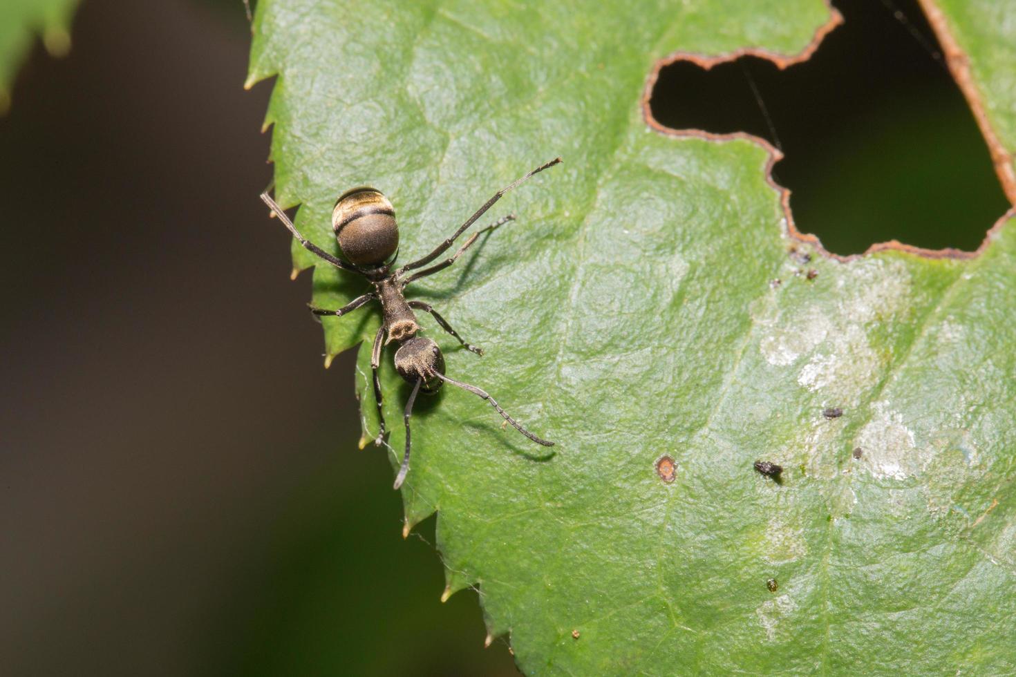 zwarte mier op een blad foto