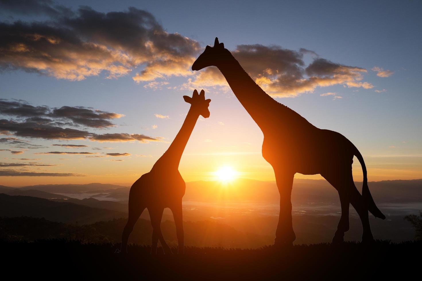 het silhouet van een giraf met zonsondergang foto