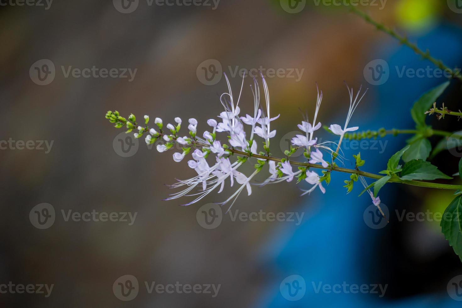 orthosifon aristatus bloem planten ,kumis kucing ,Java thee ,nier thee fabriek , katten bakkebaarden bloemen ,misai kucing , lamiaceae geslacht , brouwboeken , staminus , flickr Maleis traditioneel foto