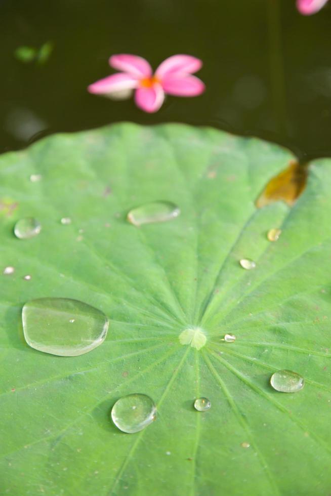 druppels water op een lotusblad foto