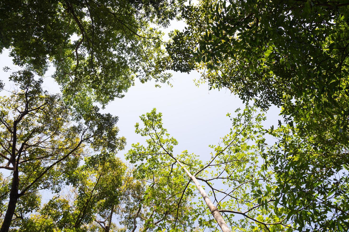 hoge bomen in het bos foto