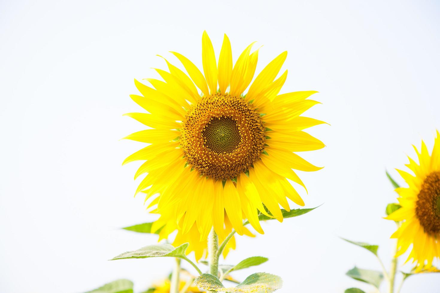 zonnebloemen op een veld foto