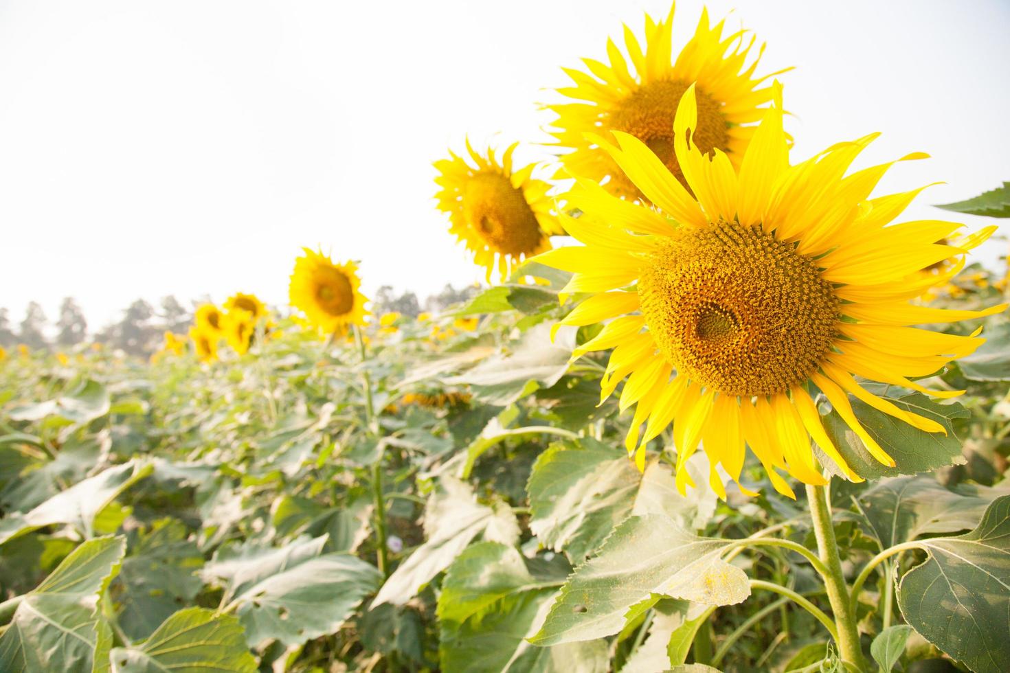 zonnebloemen op het veld foto