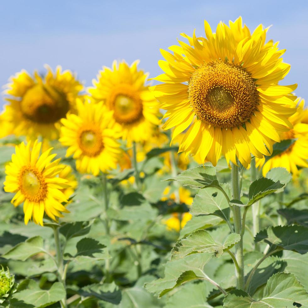 zonnebloemen op een veld foto