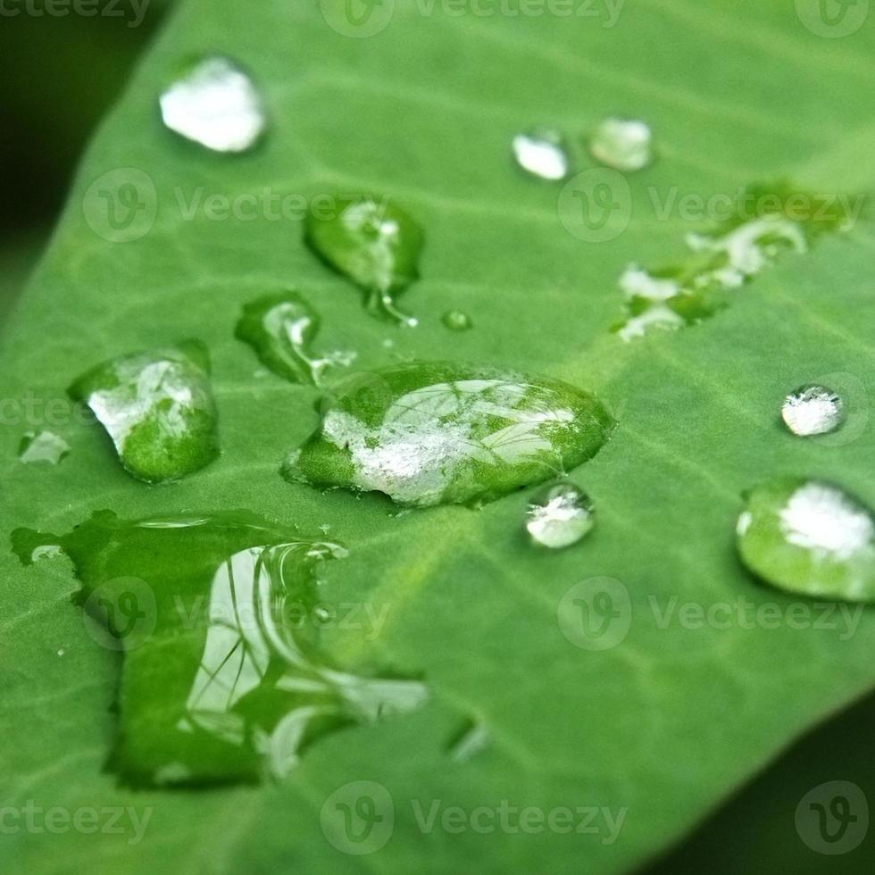 dauw of regen druppels Aan groen blad foto