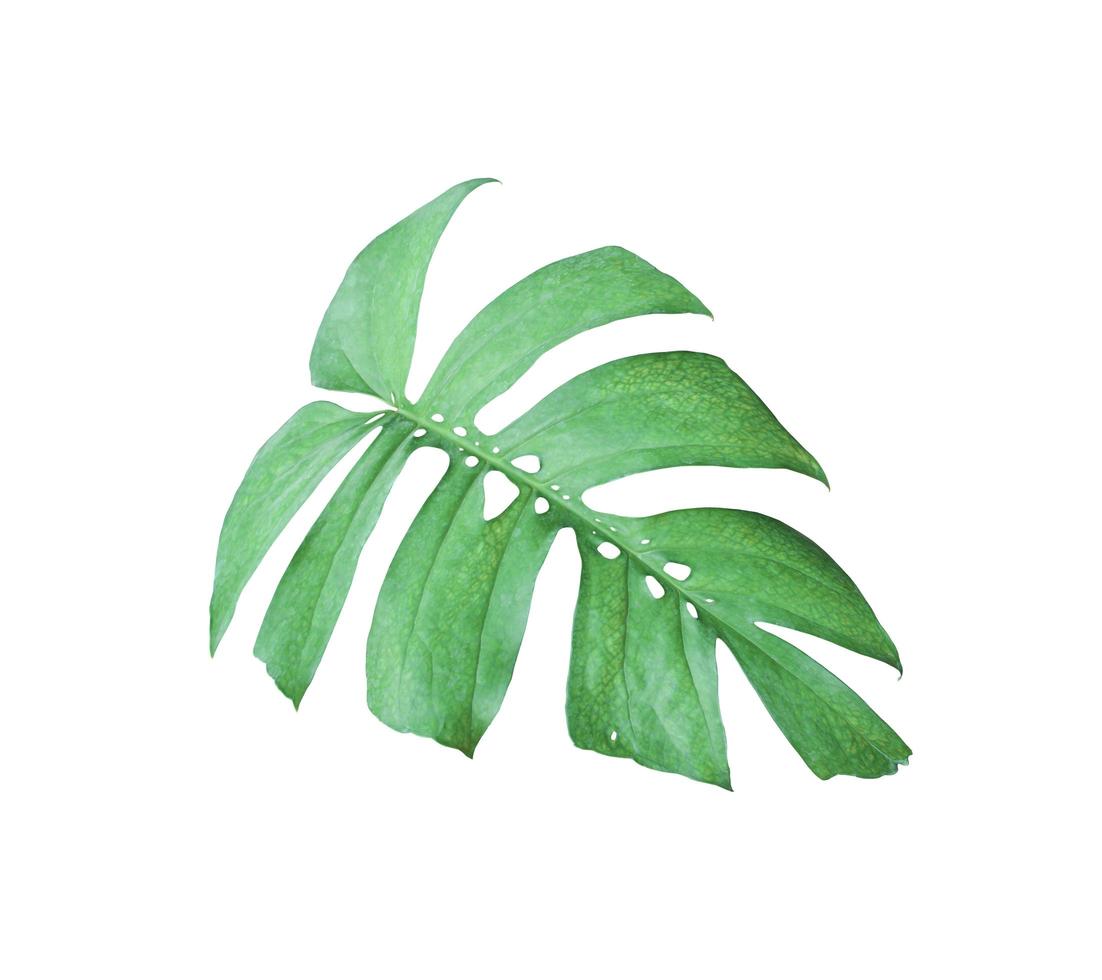 tropisch jungle monstera blad foto