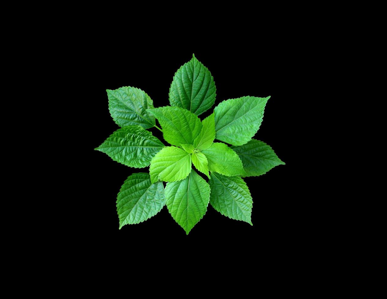 groene bladeren op zwart foto