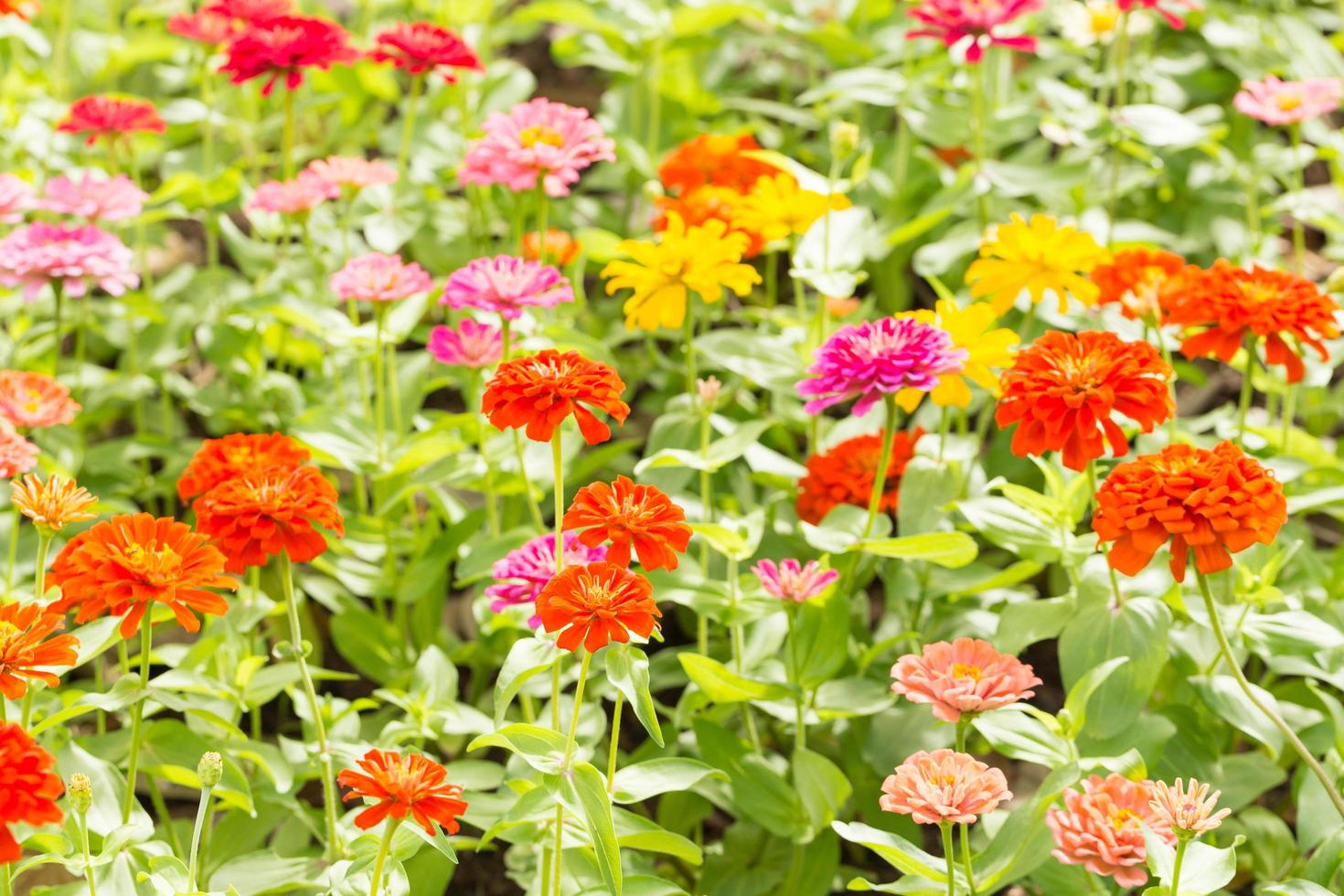 mooie bloemen in het park foto