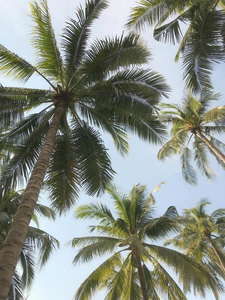 palmbomen en lucht foto
