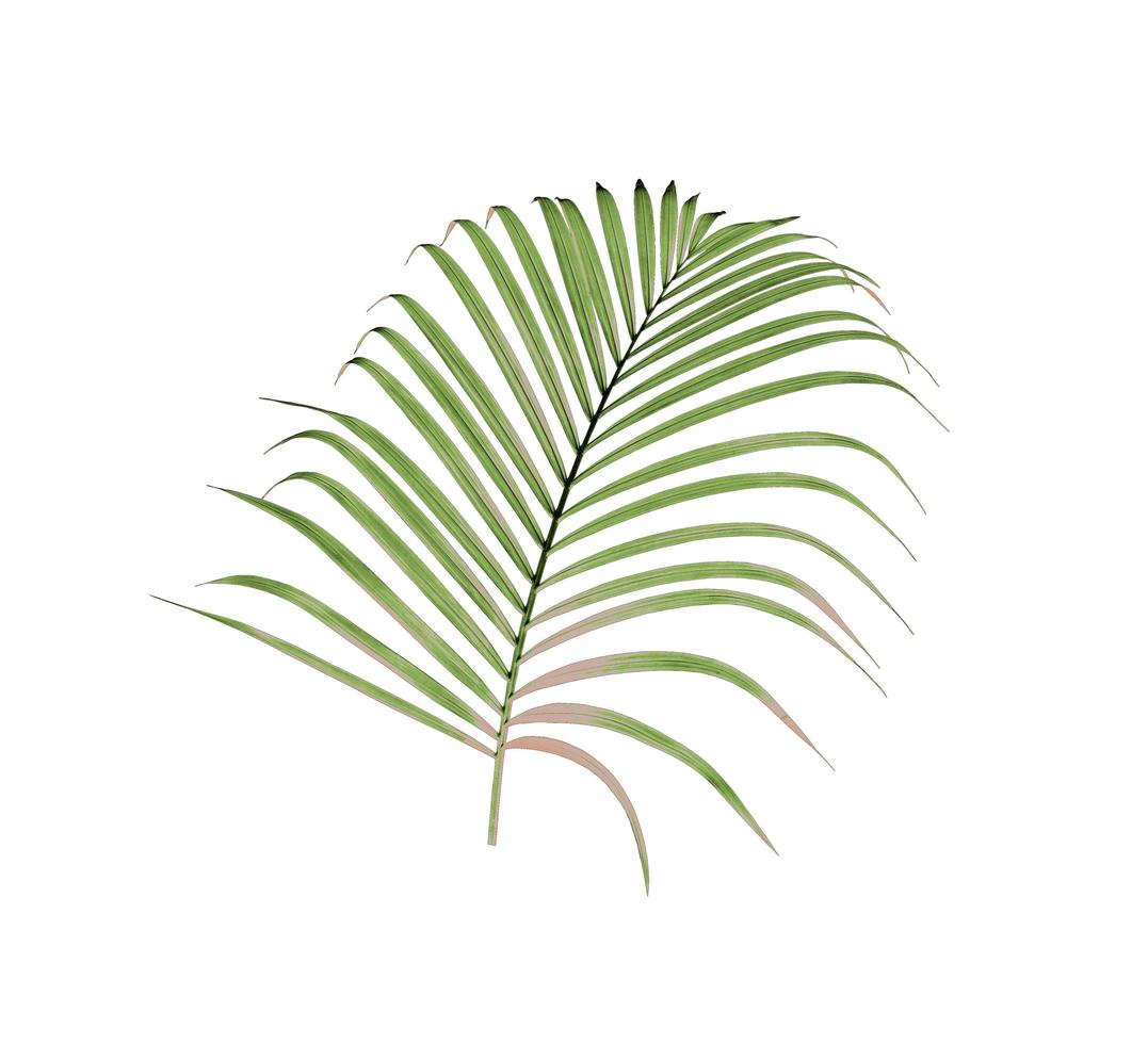 palmblad met enkele bruine bladeren foto