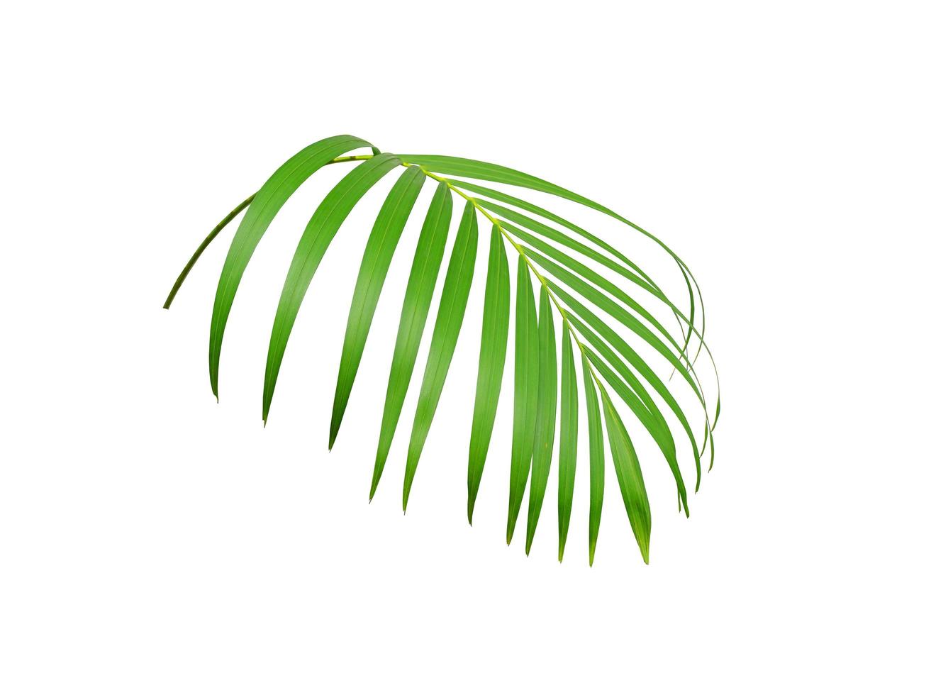 weelderig tropisch groen palmblad foto