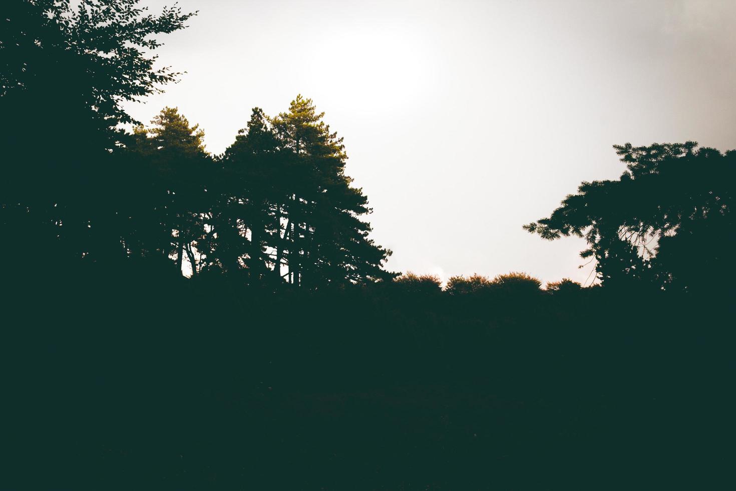 silhouet van bos foto