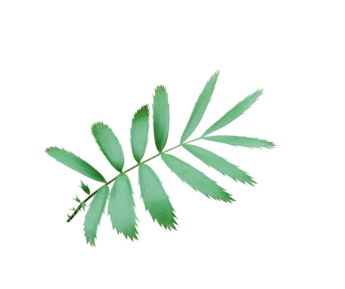 groene bladeren geïsoleerd op wit foto