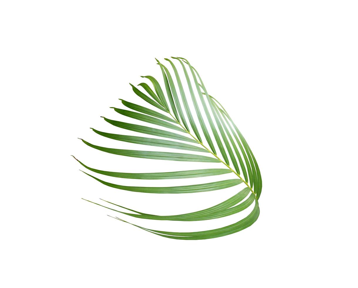 palm blad tak geïsoleerd op een witte achtergrond foto