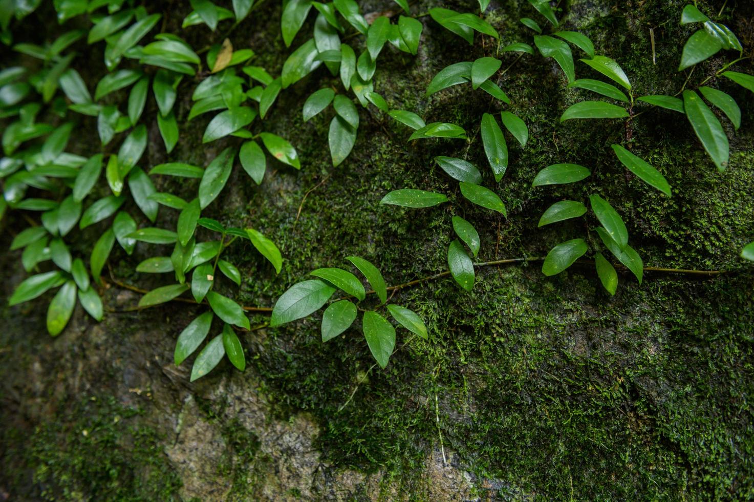 kleine groene bomen die de grond bedekken foto