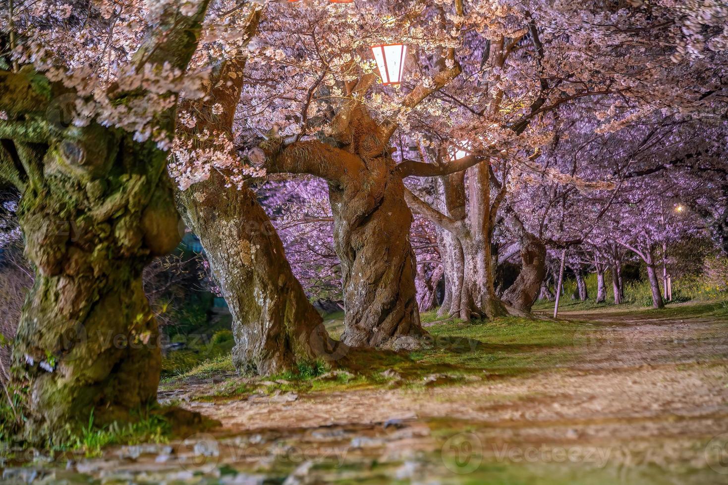 kers bloesem Bij kintaikyo brug iwakuni stad, Japan foto