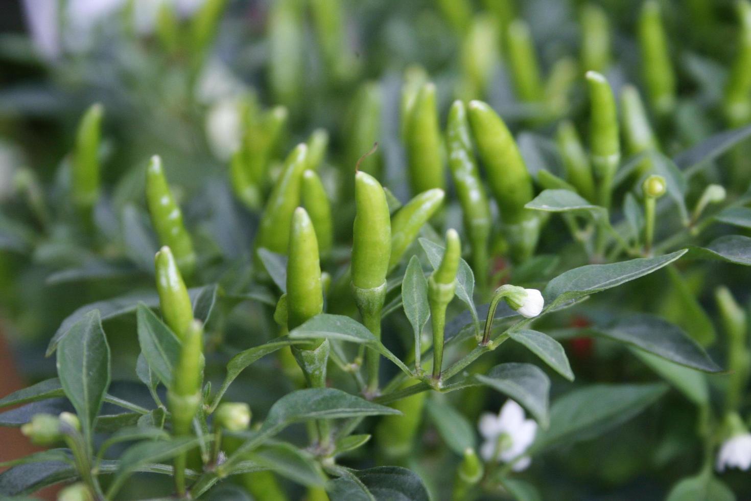 groene peperplant foto