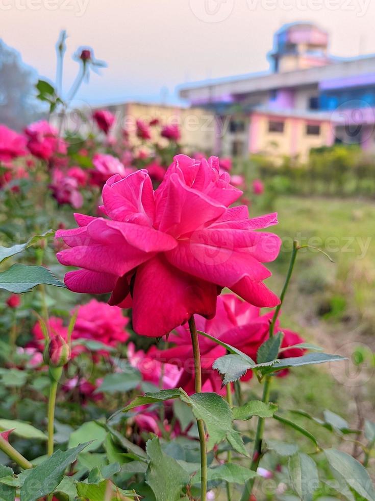 natura roos bloem foto